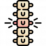 spine